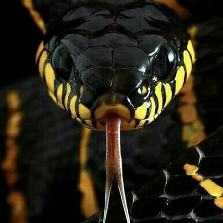 Королевская Кобра окрас