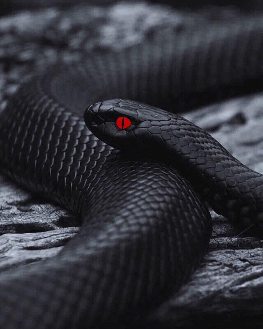 Королевская Кобра мамба