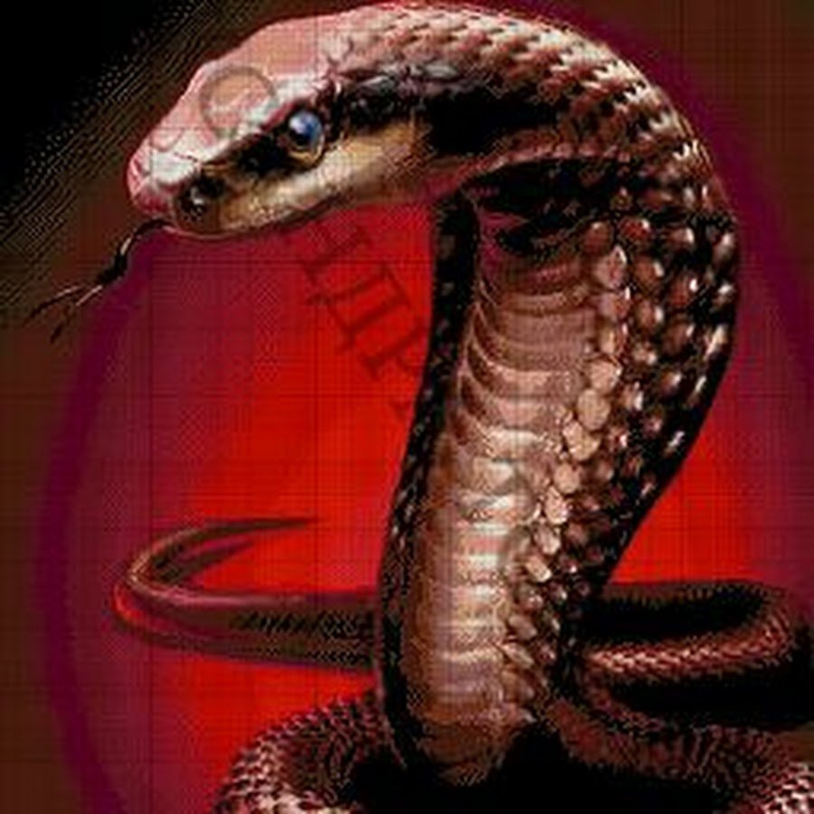 Чёрная мамба змея