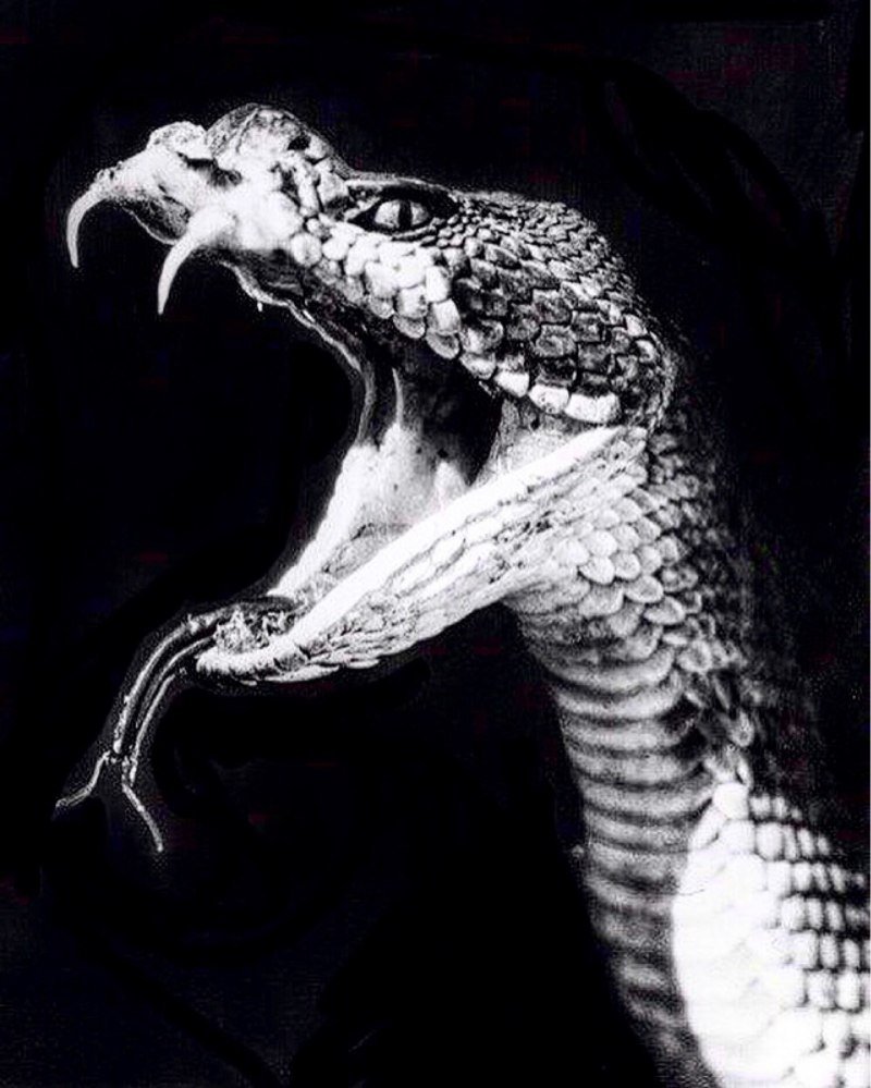 Змея агрессия