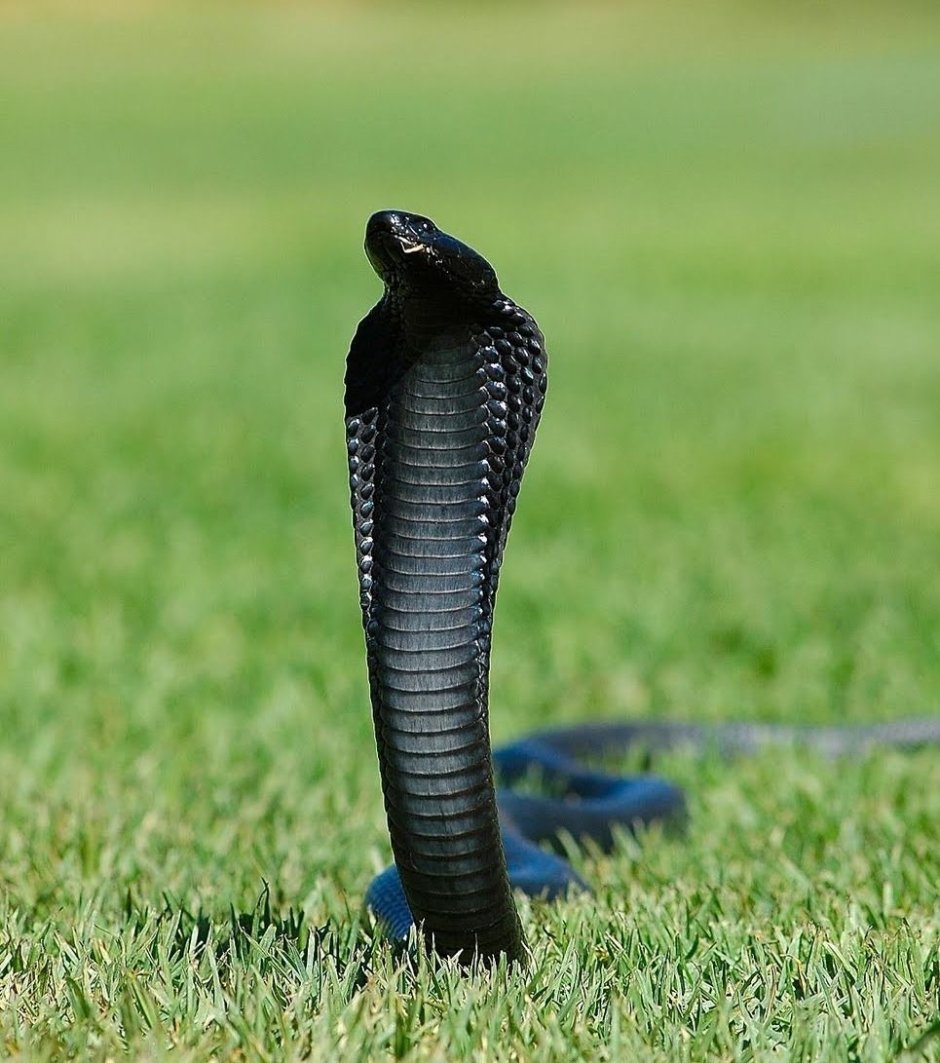 Черношеяя Кобра