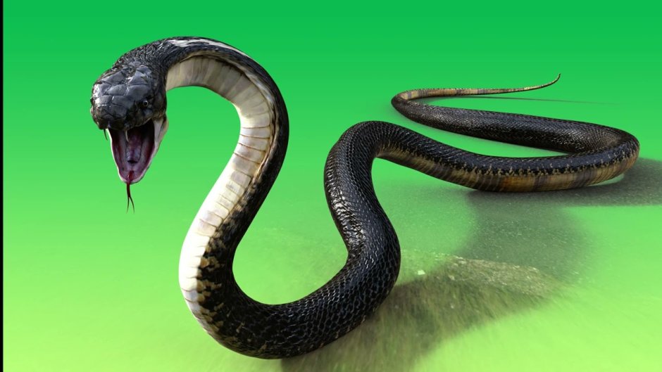 Буква 3 змея