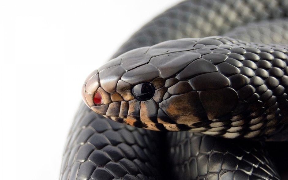 Кобра нигриколис