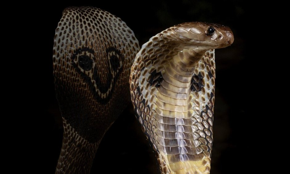 Чёрная мамба змея