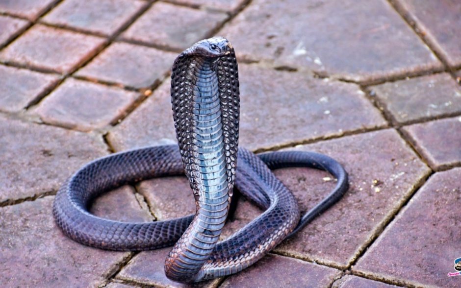 Королевская Кобра зеленая