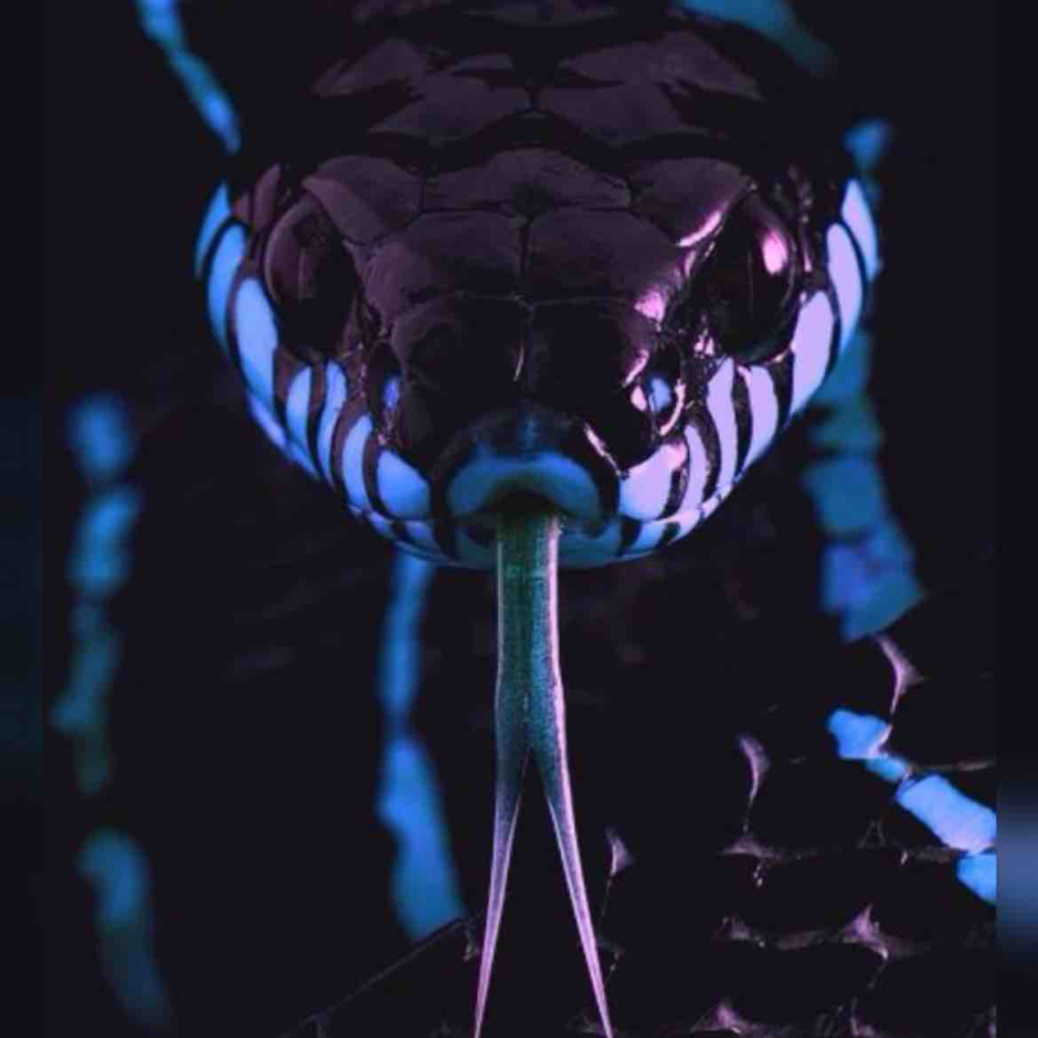 Чёрная Королевская змея нигрита