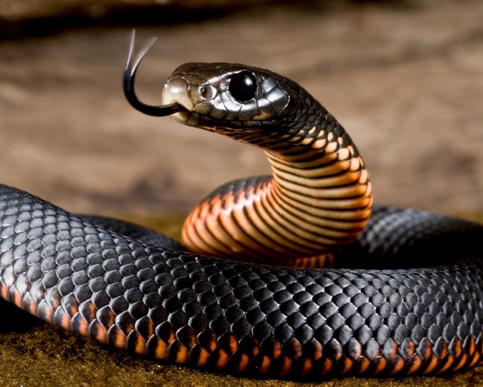 Черная ехидна змея