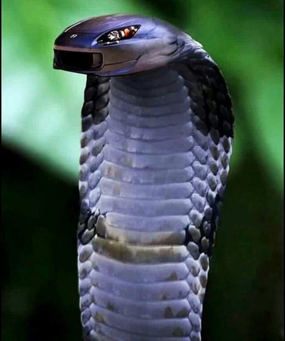 Королевская Кобра черная