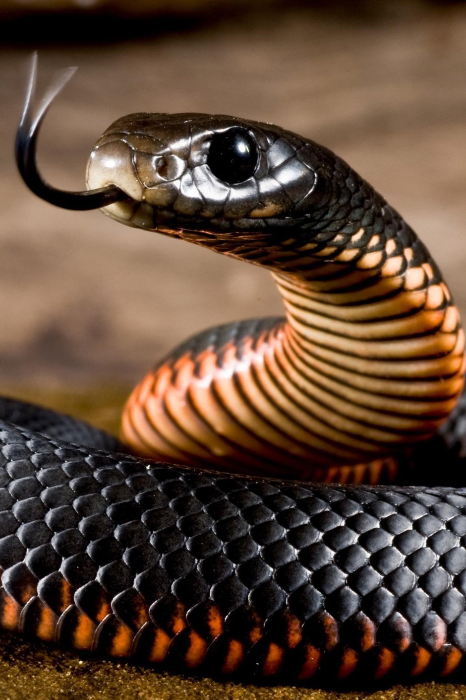 Чёрная змея открыла рот