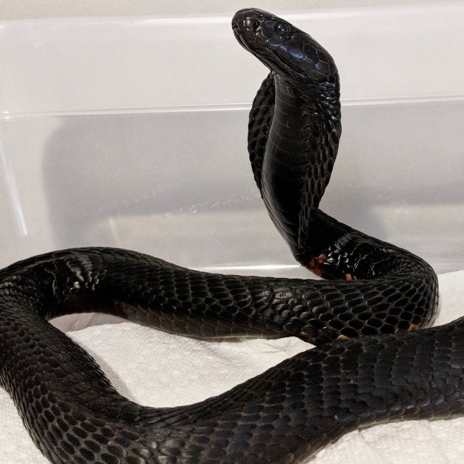 Королевская Кобра мамба