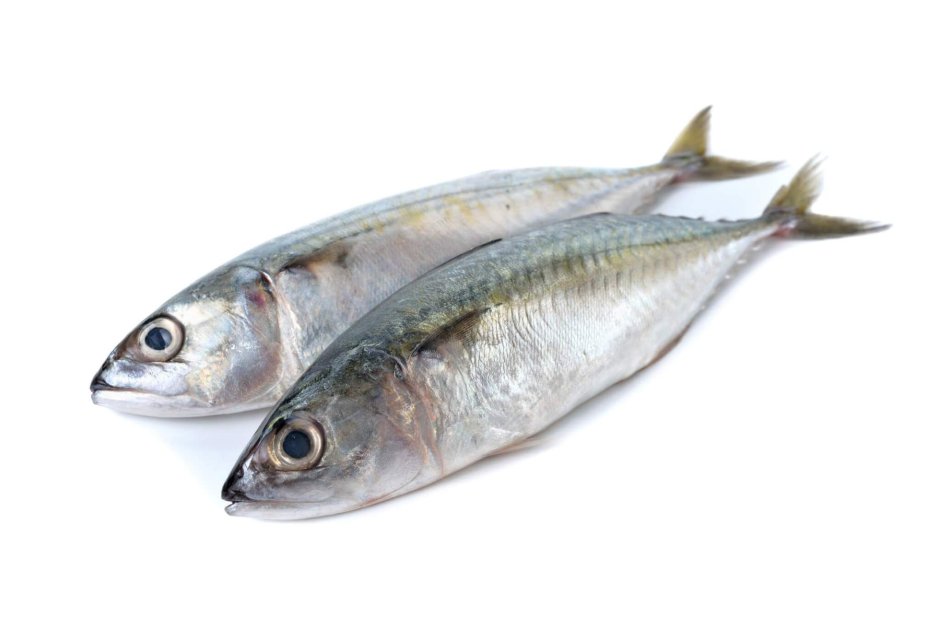 Рыба ставрида Черноморская