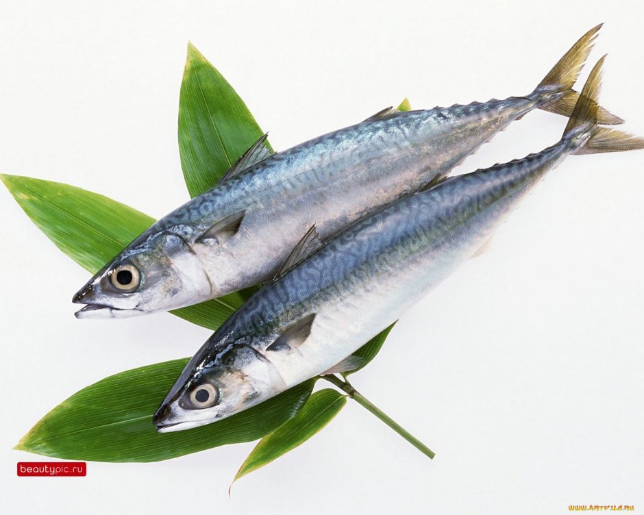 Морская рыба ставрида