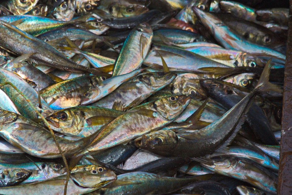 Конская скумбрия