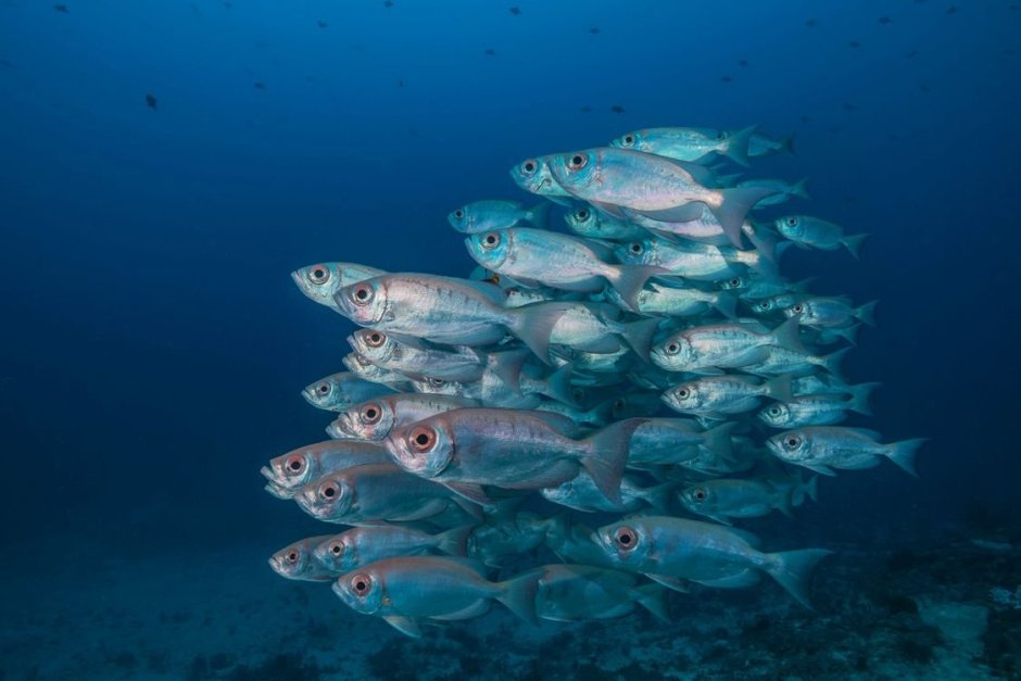 Рыба скумбрия кильки