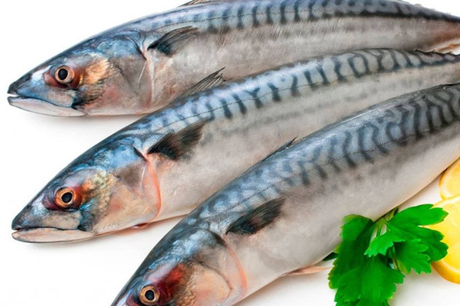 Ставрида Черноморская