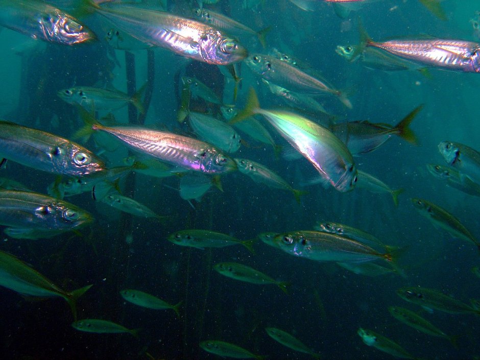 Ставрида Азово-Черноморская