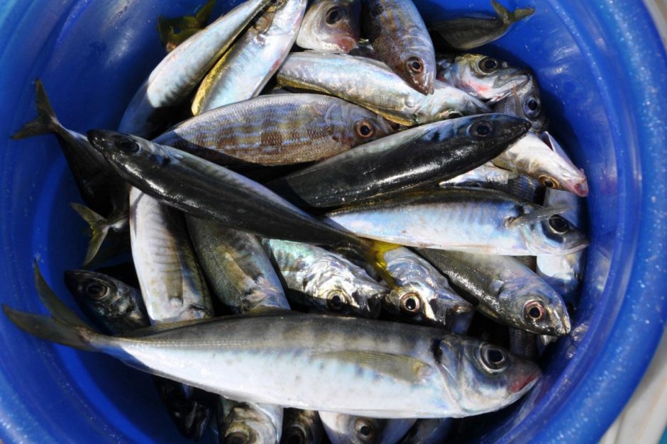 Ставрида скумбрия сардина