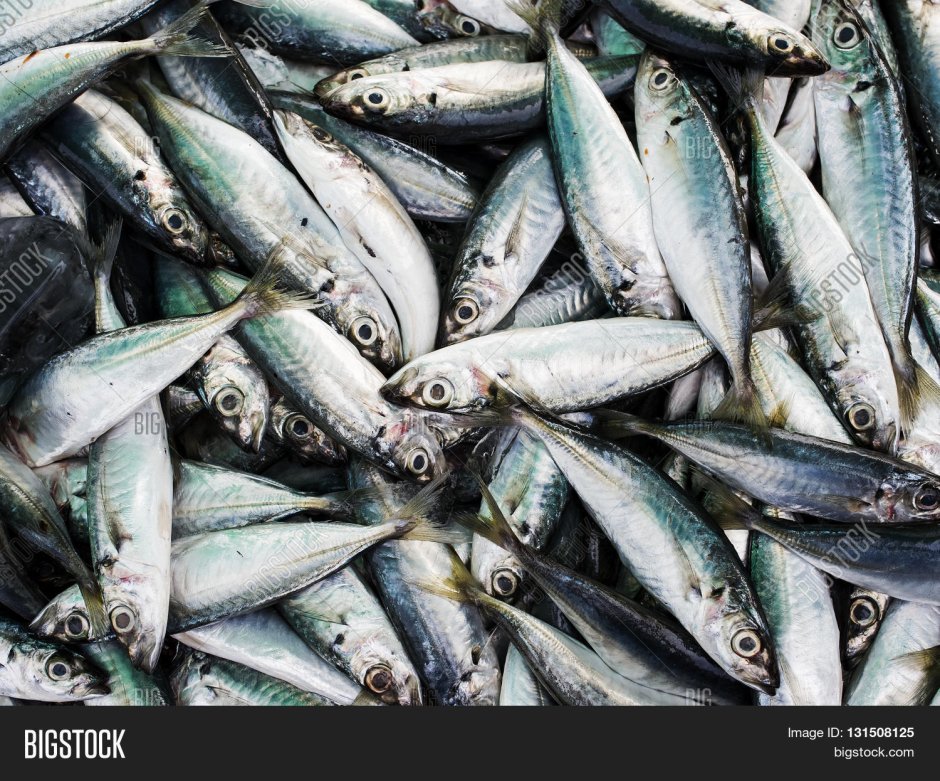 Скумбрия свежемороженая в пластах