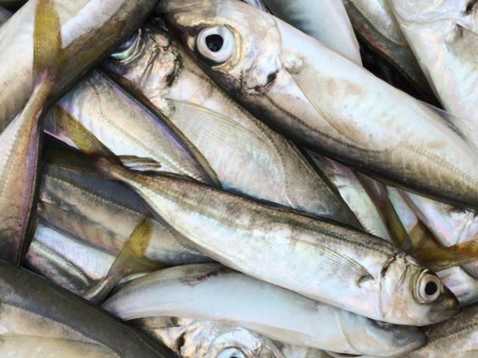 Пеламида (Бонито, макрель)