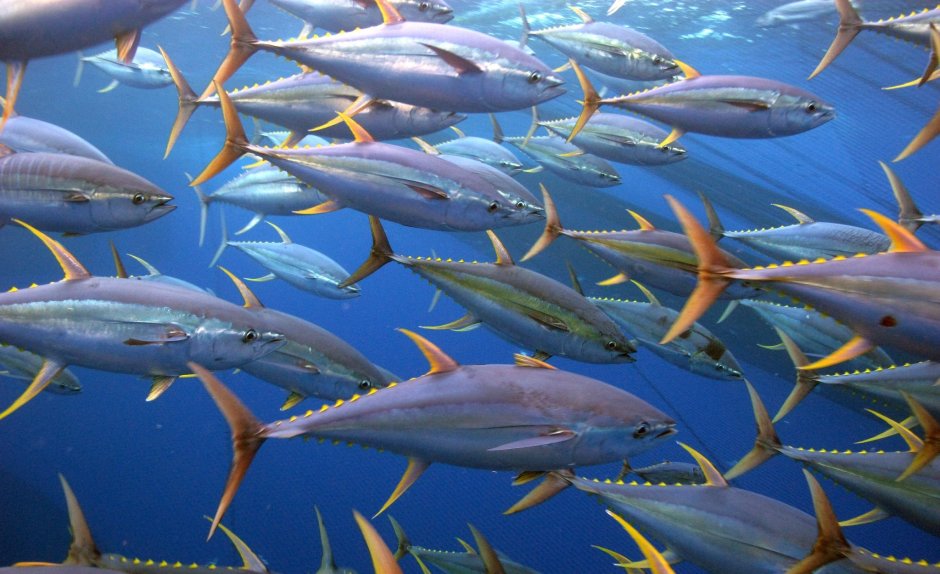 Смарида Черноморская