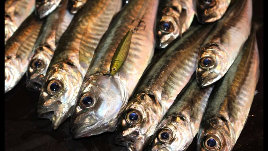 Японская ставрида