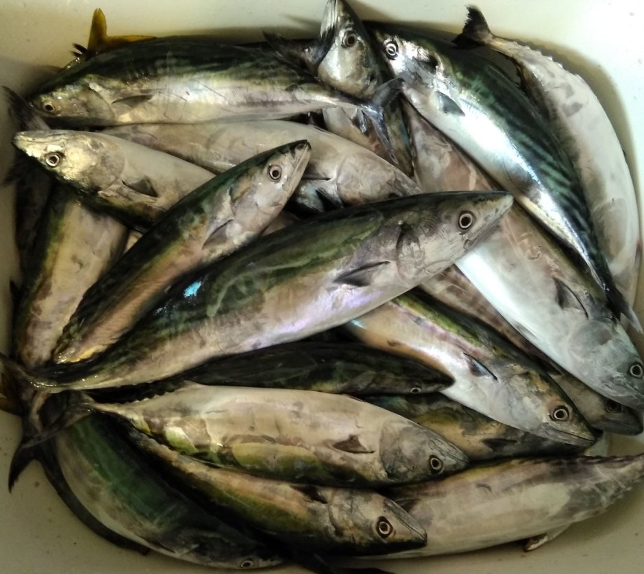 Пеламида брикет