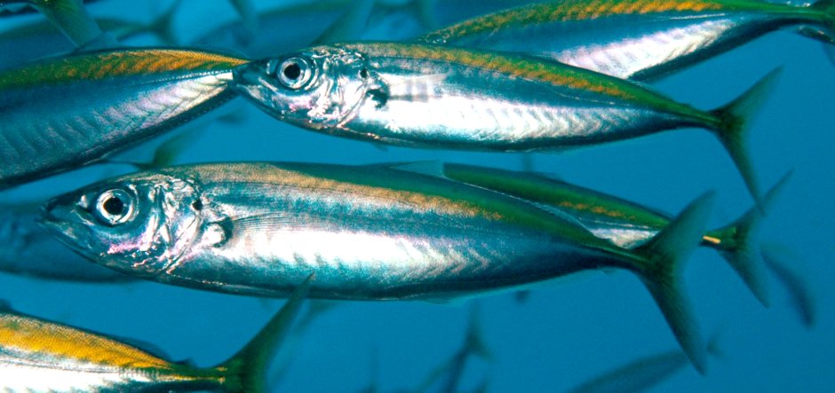 Макрель и скумбрия