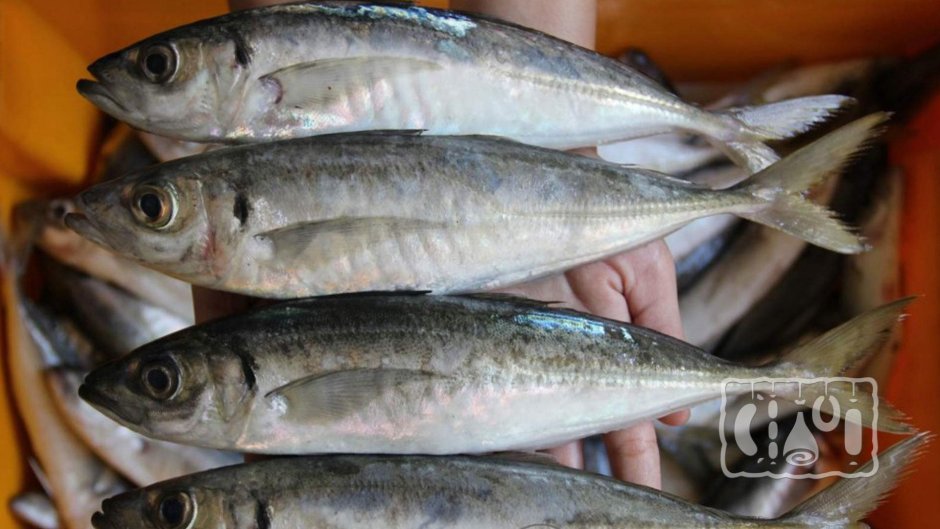 Скумбрия свежемороженая