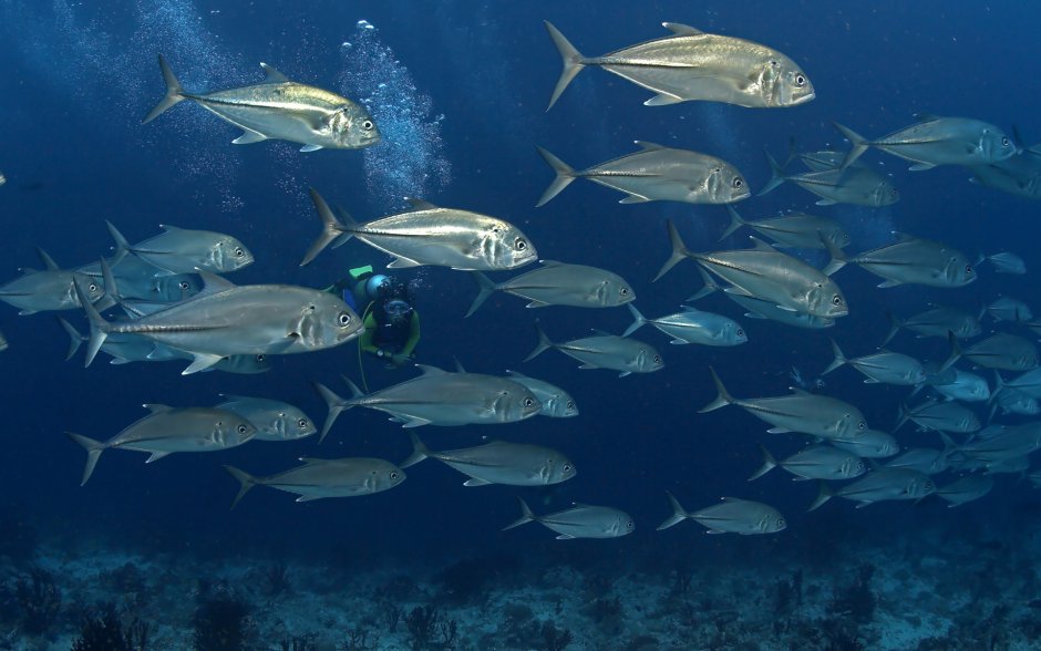 Салака Иваси