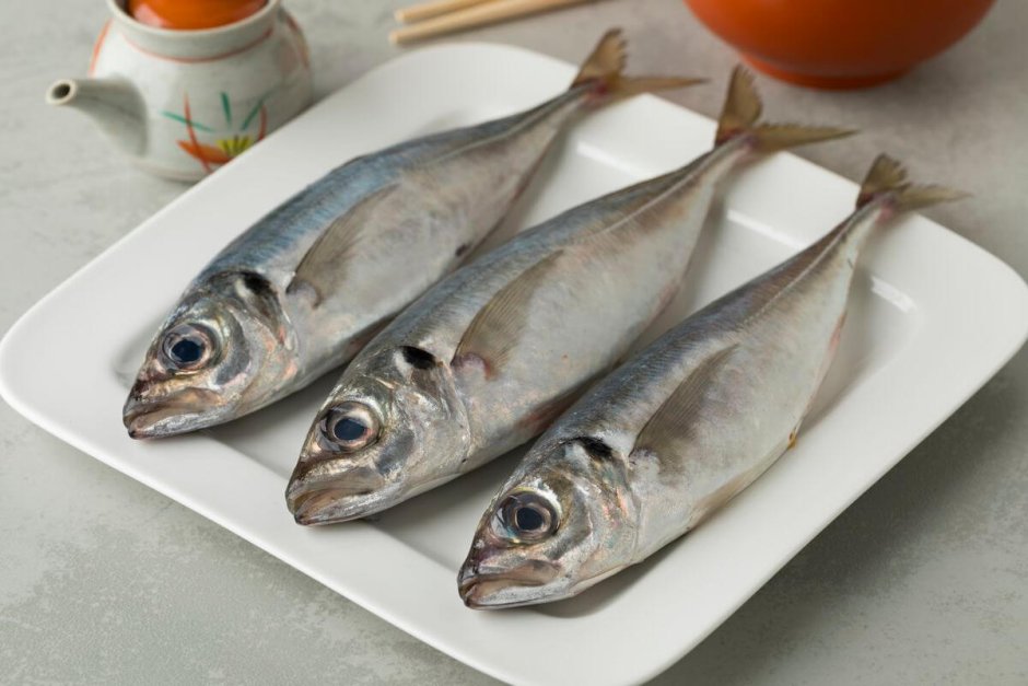 Ставрида рыба Живая