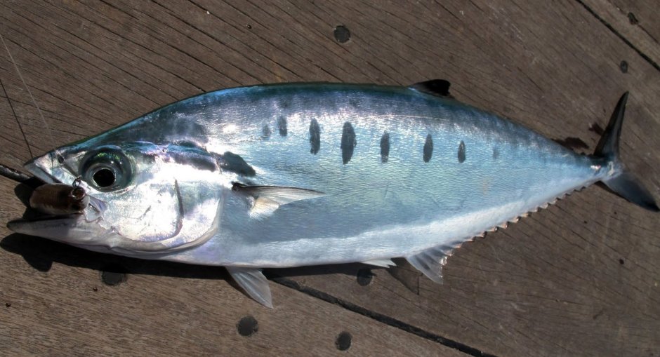 Тунец Блюфин