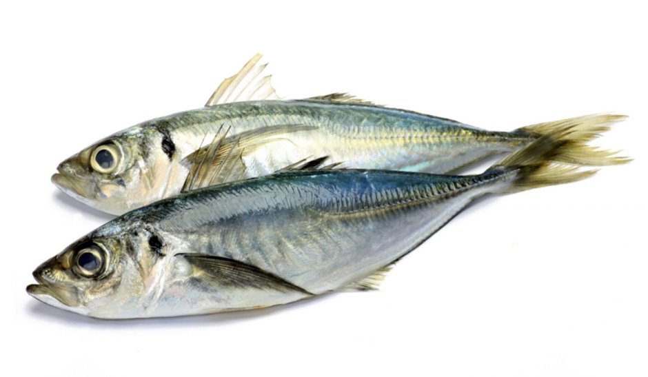 Окунеобразные тунец