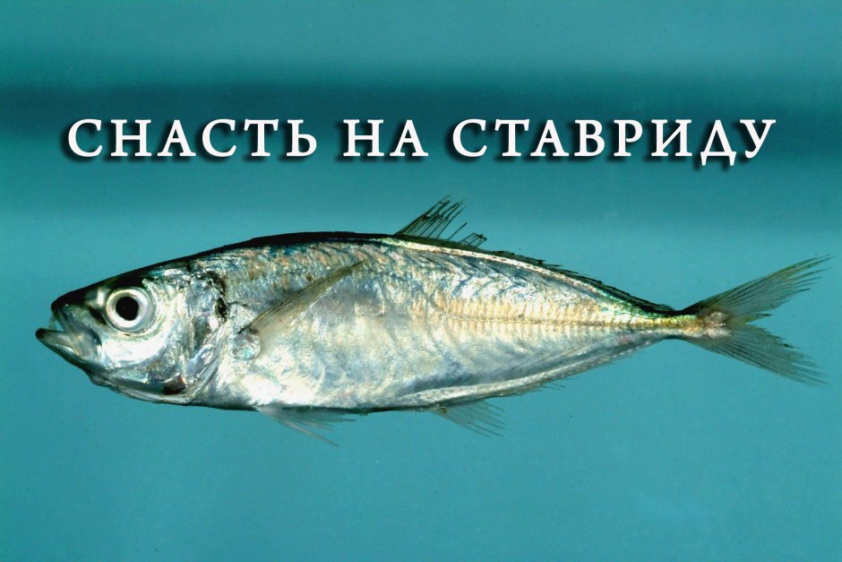 Рыба ставрида Черноморская