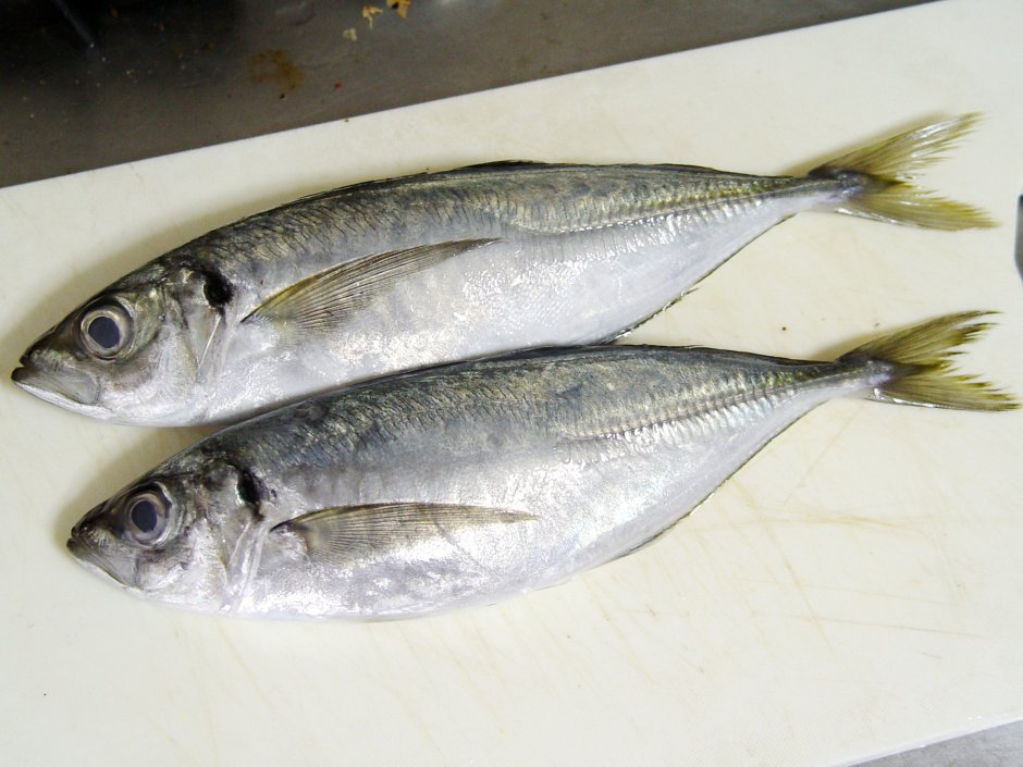 Ловля ставриды в черном море Крым