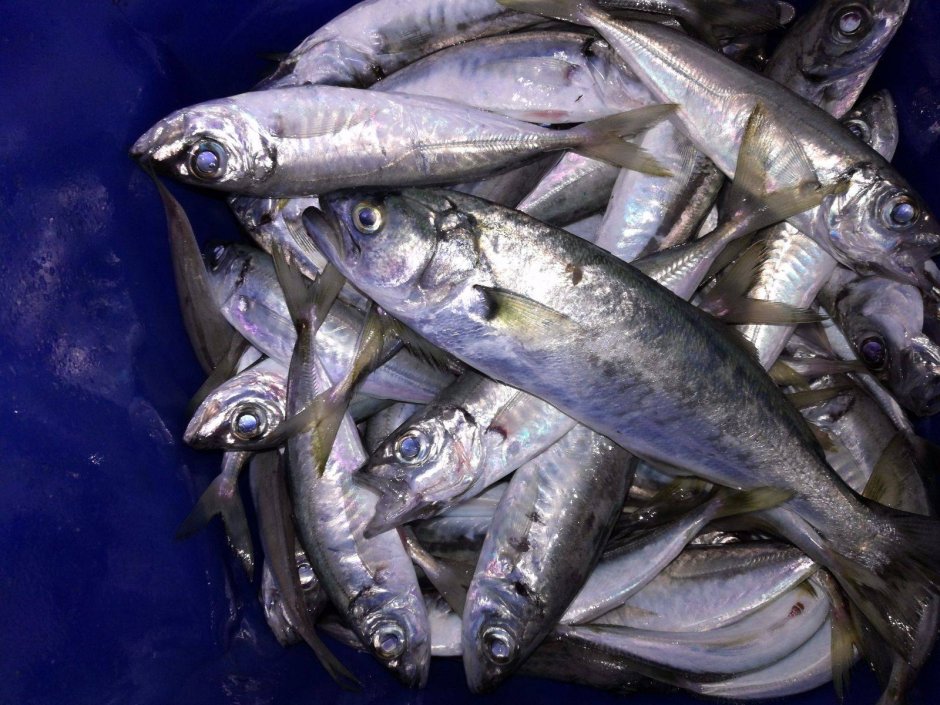 Скумбрия свежемороженая