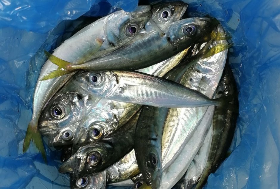 Рыба ставридка черное море