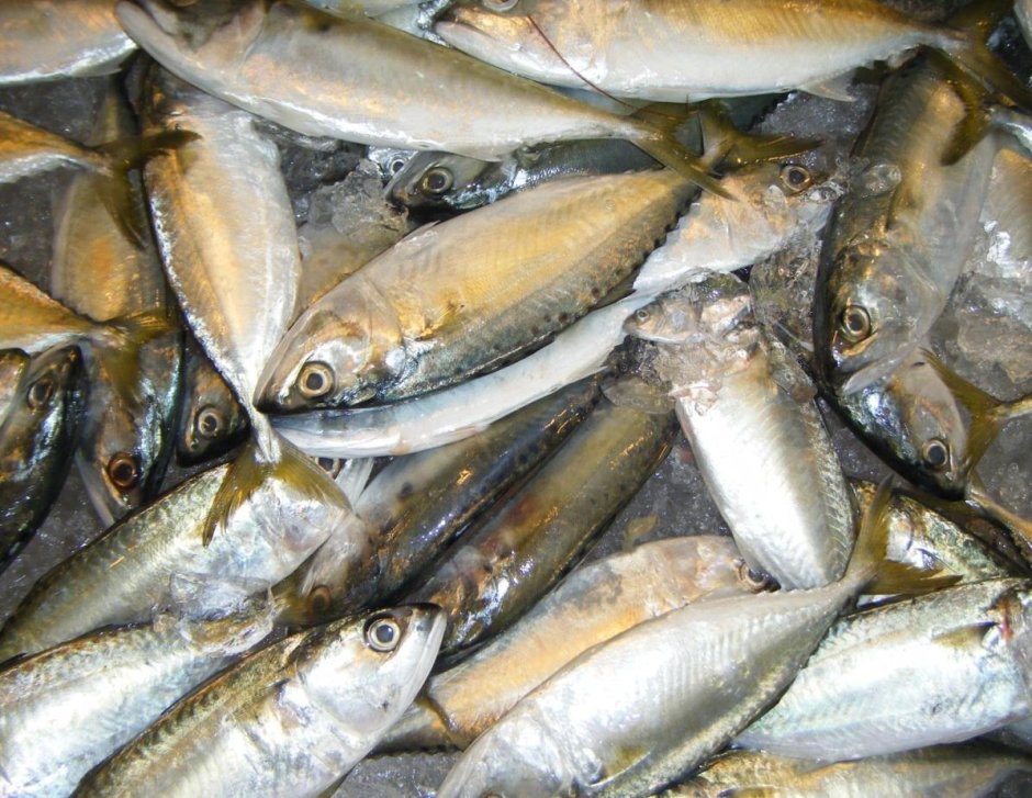 Ставрида атлантическая