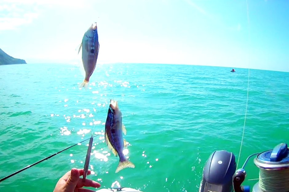 Дальневосточный морской заповедник тунец