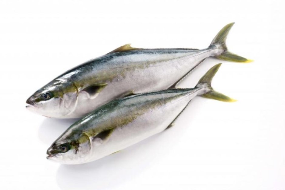 Рыба ставрида Черноморская