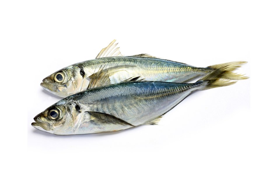 Европейская сардина