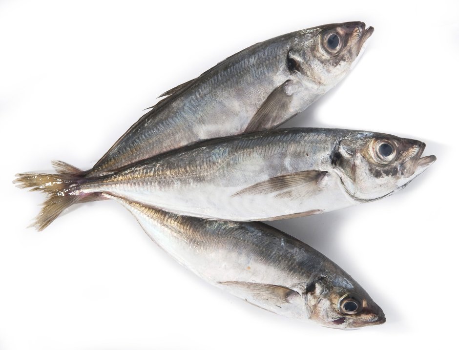 Рыба похожая на скумбрию