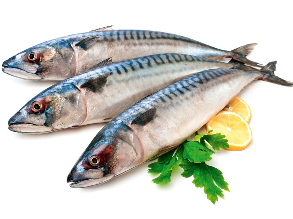 Атлантическая скумбрия (Scomber scombrus)