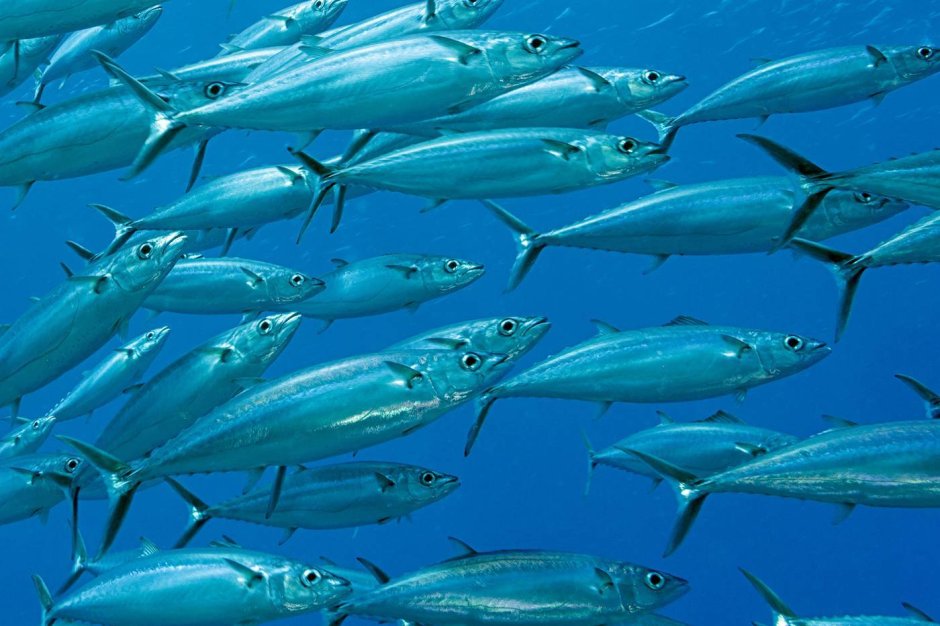 Ставрида жирность