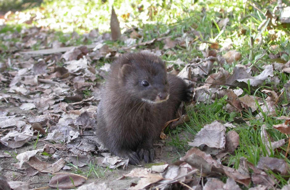 Европейская норка Mustela lutreola (Linnaeus, 1761)