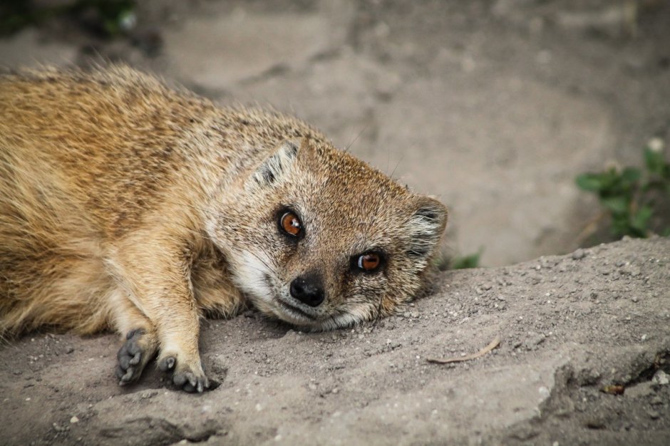 Королевский Мангуст