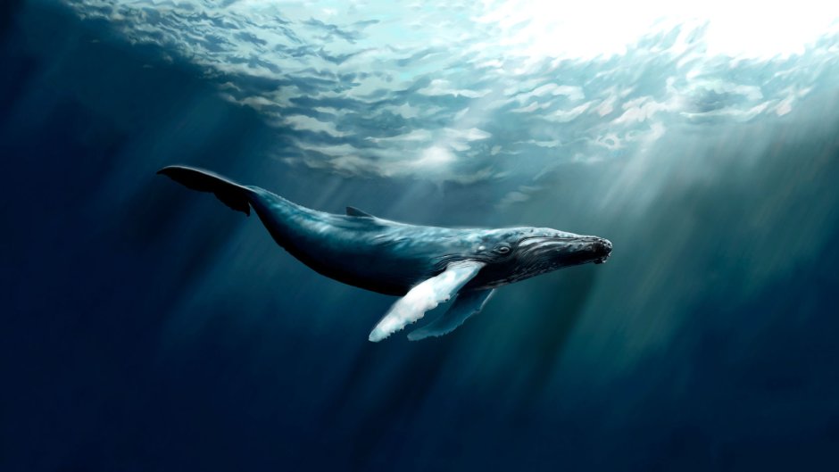 Whale Swim