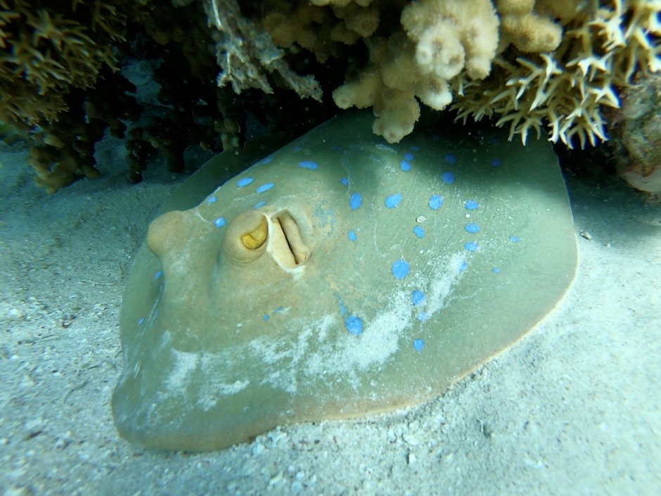 Голубой Скат красное море