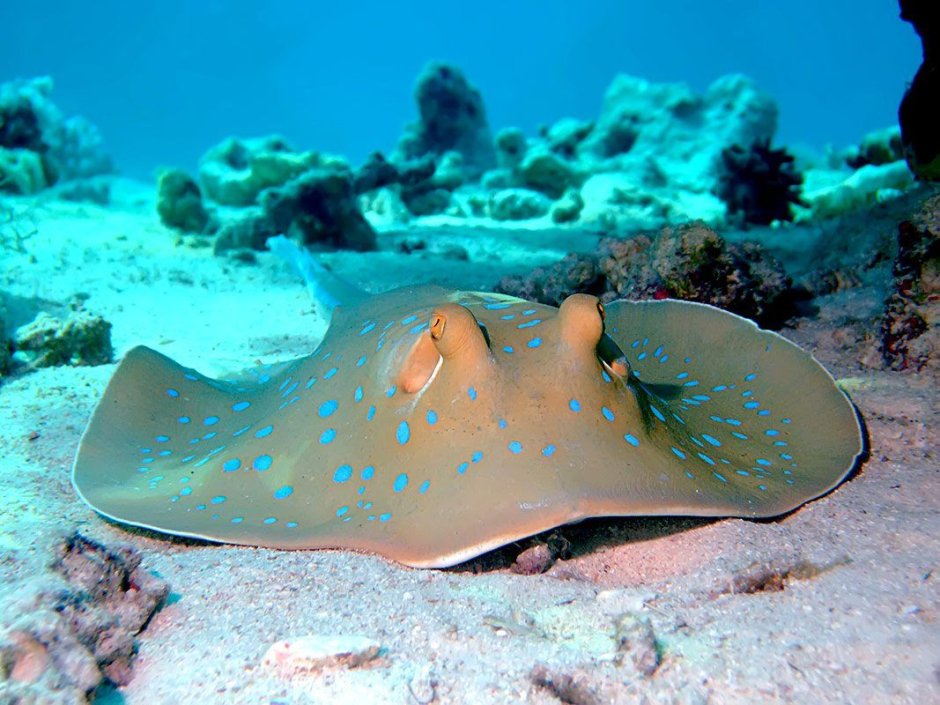 Стингрей Скат красное море