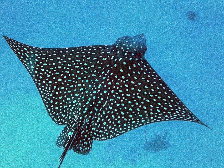Potamotrygon Leopoldi
