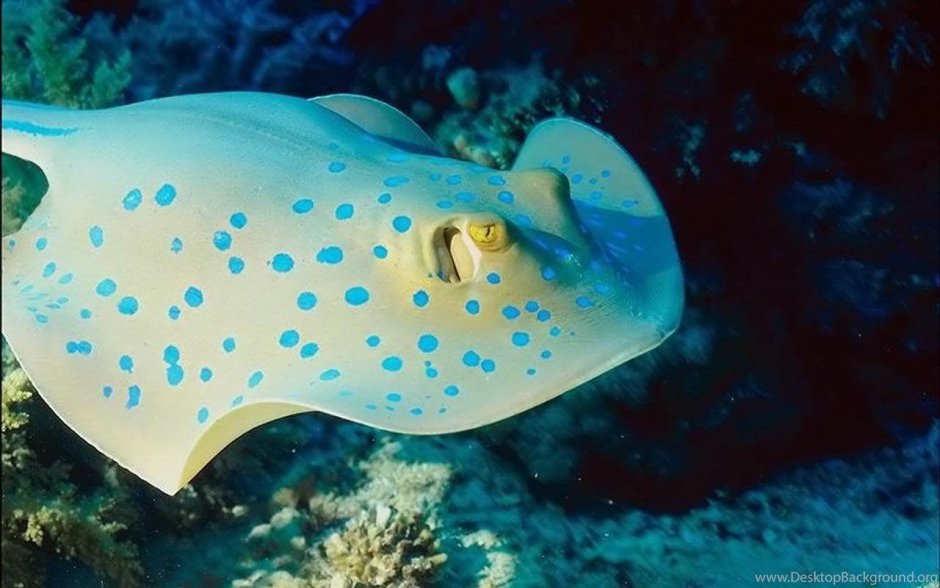 Giant Oceanic Manta ray